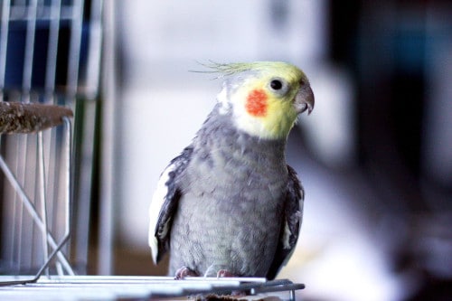 do cockatiels miss their owners