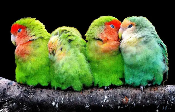 do parrots dream