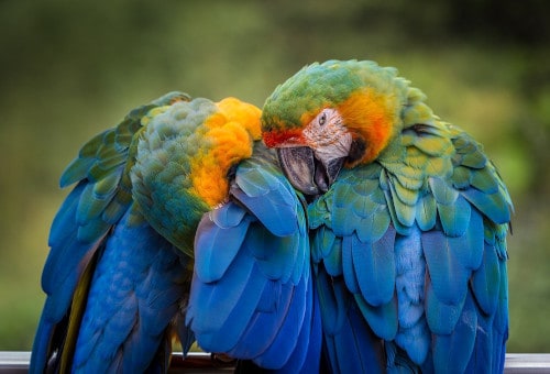 do parrots have nightmares