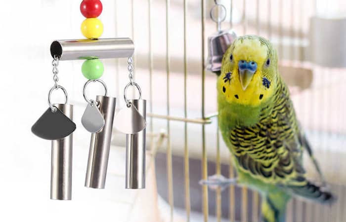 do parrots like shiny things