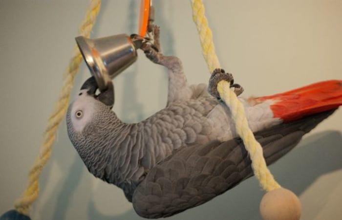 do parrots like swings