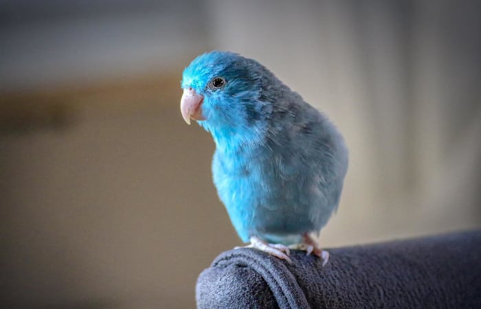 do parrots poop all over the house