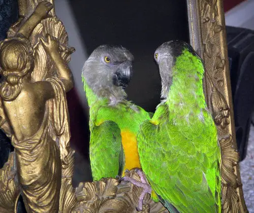 do parrots recognize themselves in the mirror