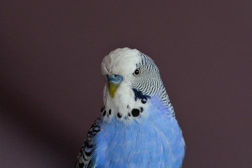 does the gender of your parakeet matter