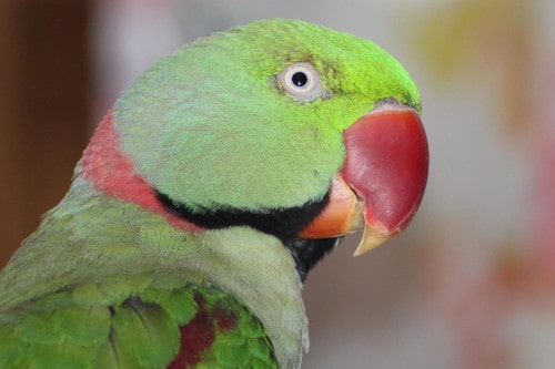 how do parrots chew food without teeth