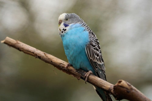 how do you know if your parakeet is scared
