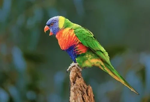 how often do parrots yawn?