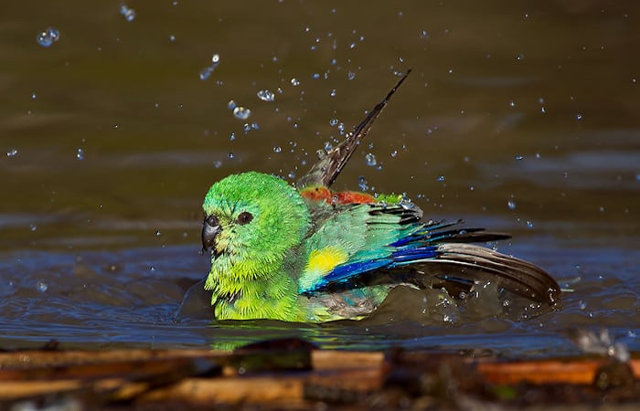 how often should you bathe your parrot