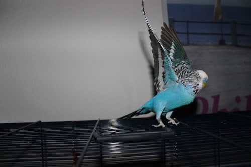 how to stop aggressive behavior in budgies