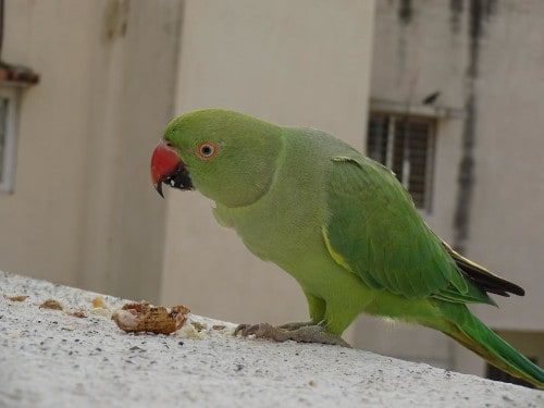 how to stop parrots from throwing the food