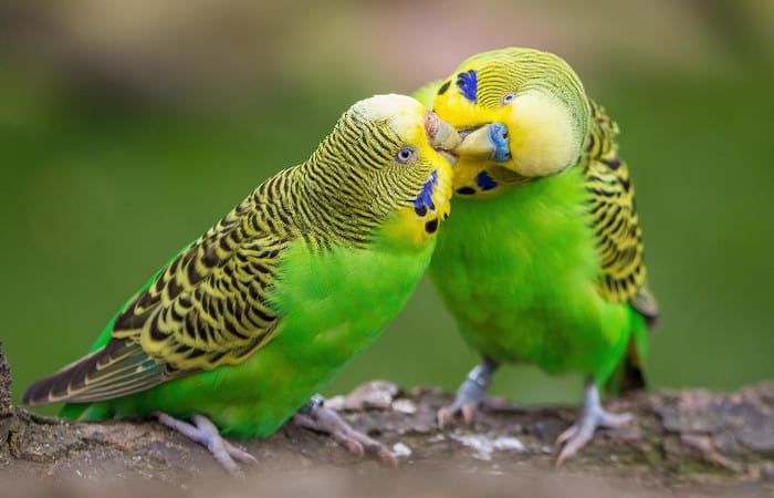 how to tell if a parakeet is male or female
