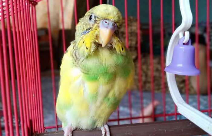 how to tell if your parakeet has mites
