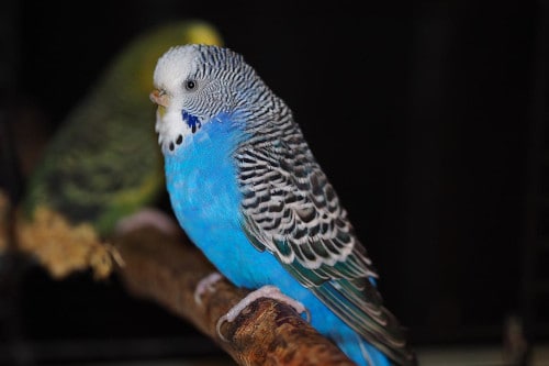 is it all right for your parakeet to stand on two feet