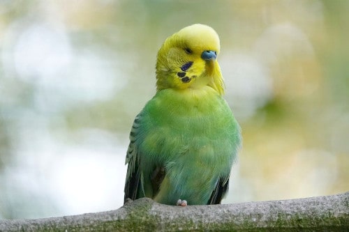 is it normal for parakeets to stand on one foot?
