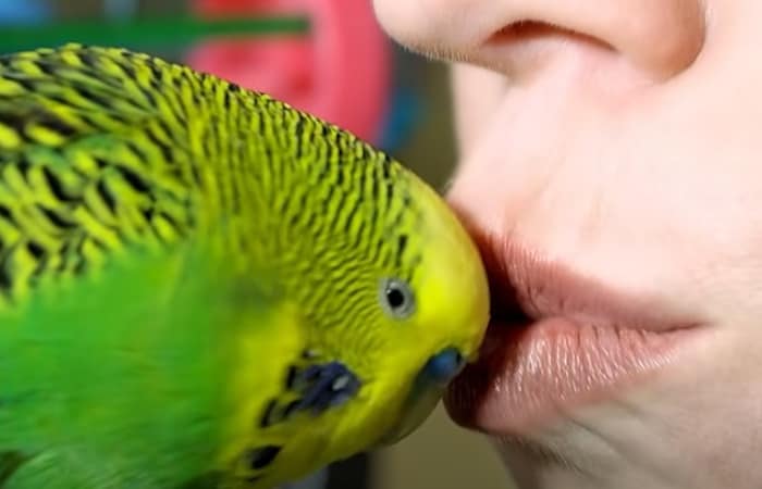 is it safe to kiss your budgie