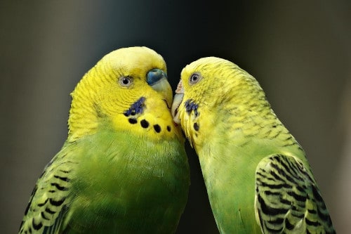 is it safe to let my budgie kiss me