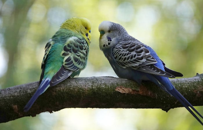 should parakeets be kept in pairs