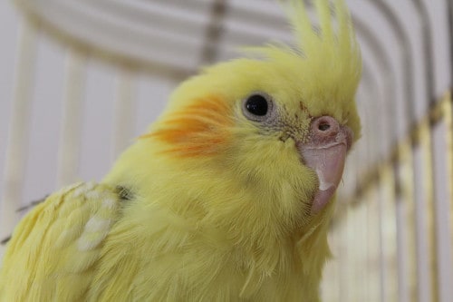 what should I do if my parrot is sneezing