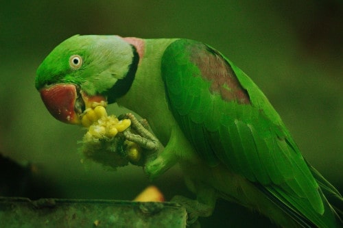 what to do if your parrot refuses to eat