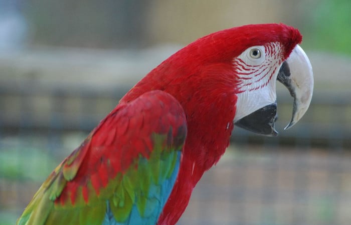 which parrot has the worst bite