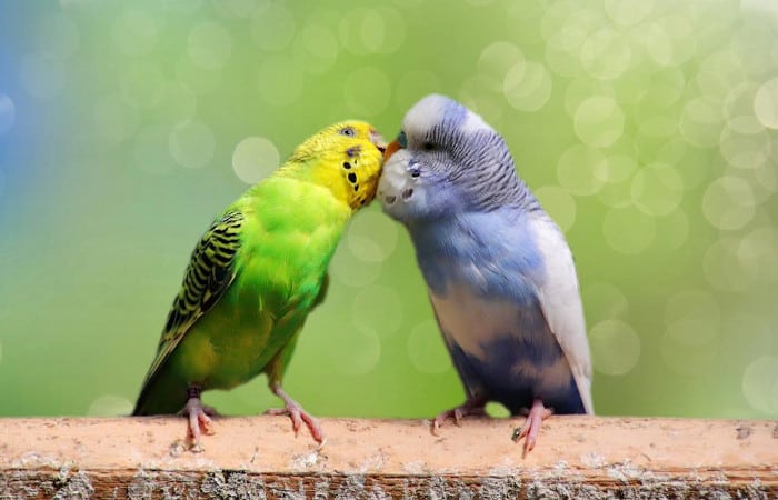 why do parakeets bite each other