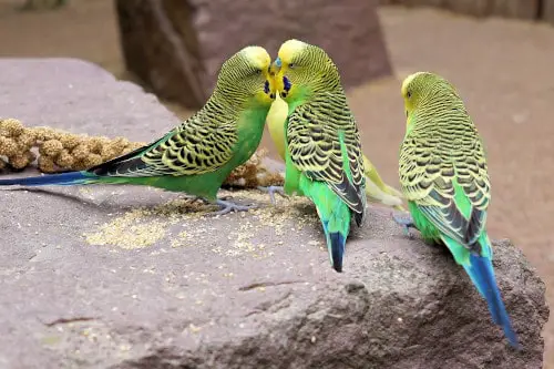 why do parakeets bite each other's beaks