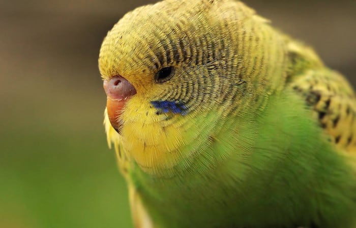 why do parrots puff up