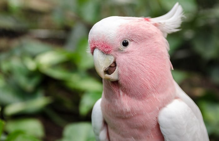 why do parrots keep opening and closing their mouth
