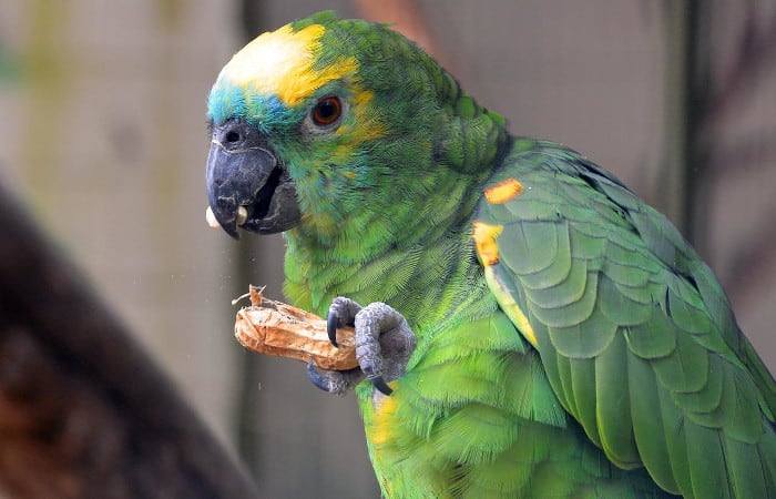 why do parrots throw their food