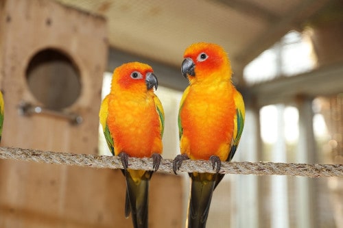 why do pet parrots need a nesting box