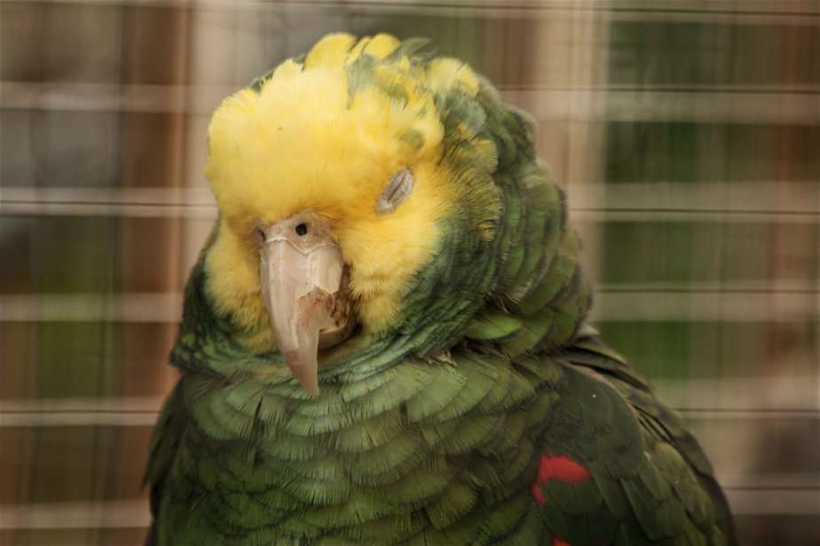 10 common health problems in parrots