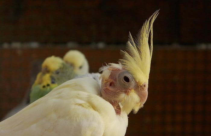 are cockatiels louder than budgies