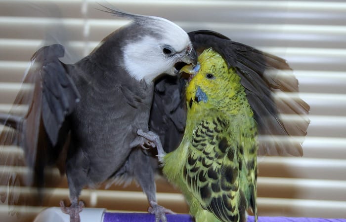 can cockatiels and budgies live in the same cage