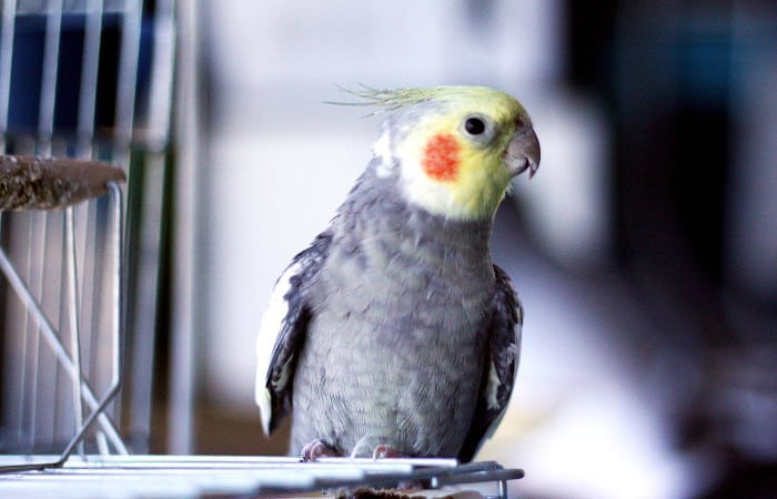 can cockatiels whistle