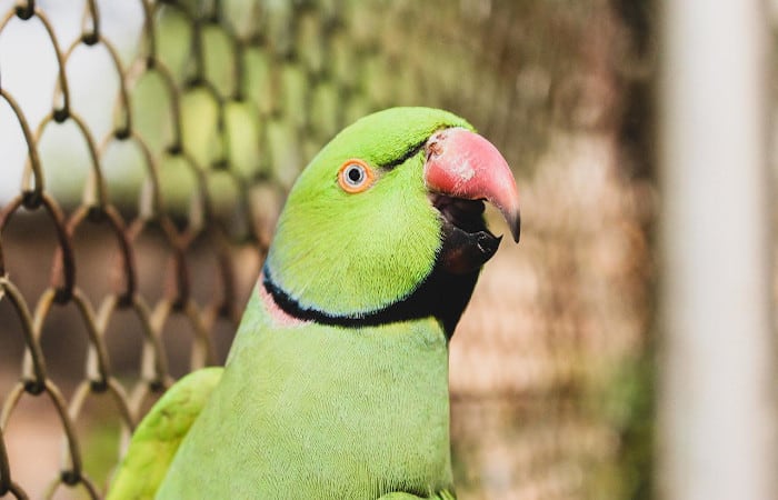 can parrots go blind