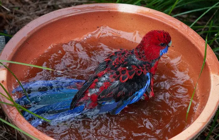 can parrots swim
