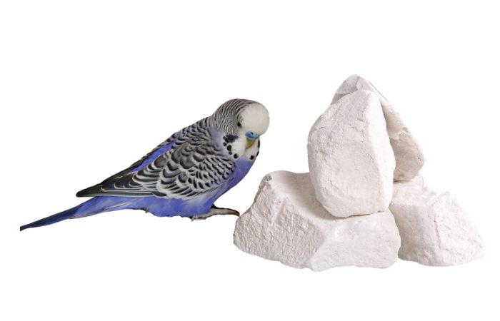 do budgies need a mineral block