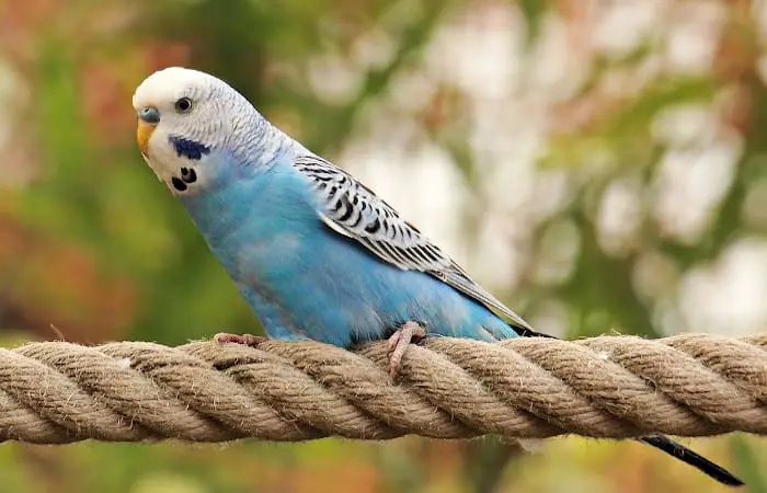 do parakeets have good eyesight