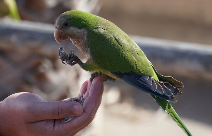 do parrots bond with their owners