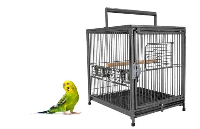 how to transport your budgie