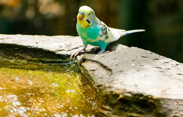 what kind of water can budgies drink