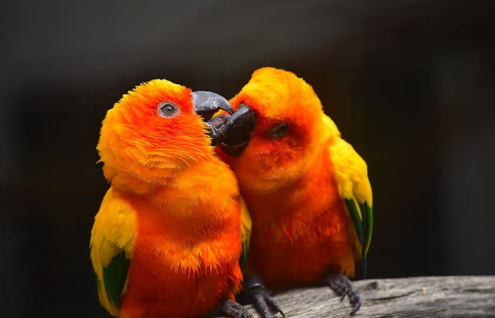 why do parrots regurgitate their food