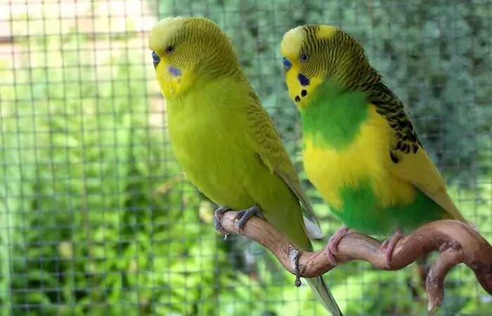 9 tips to extend budgie lifespan