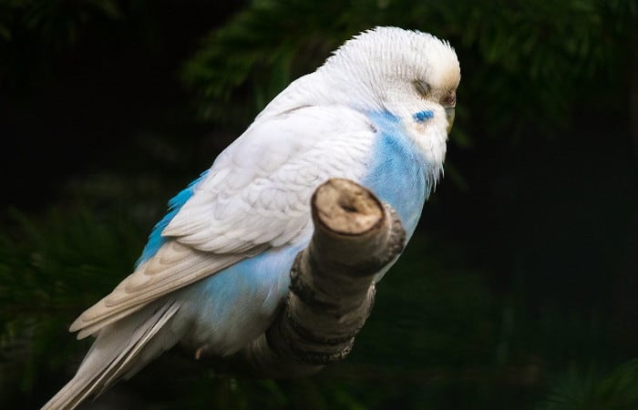 can parakeets die from stress