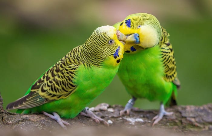 can you put two male parakeets together