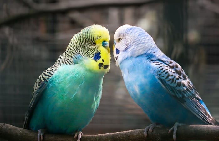 do budgies talk to each other