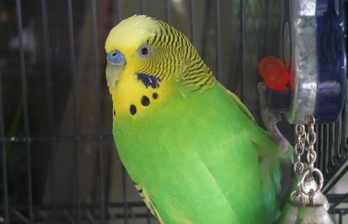 do you have to quarantine a new parakeet