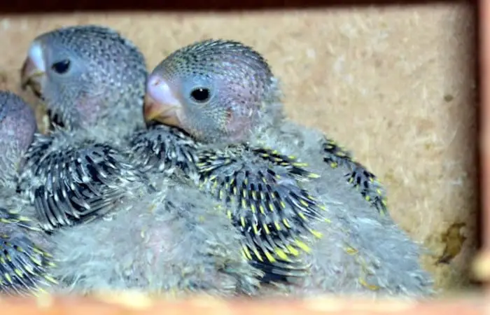 how to prepare for baby parakeets