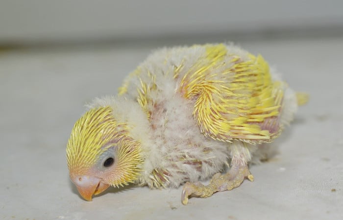 why do baby budgies keep dying