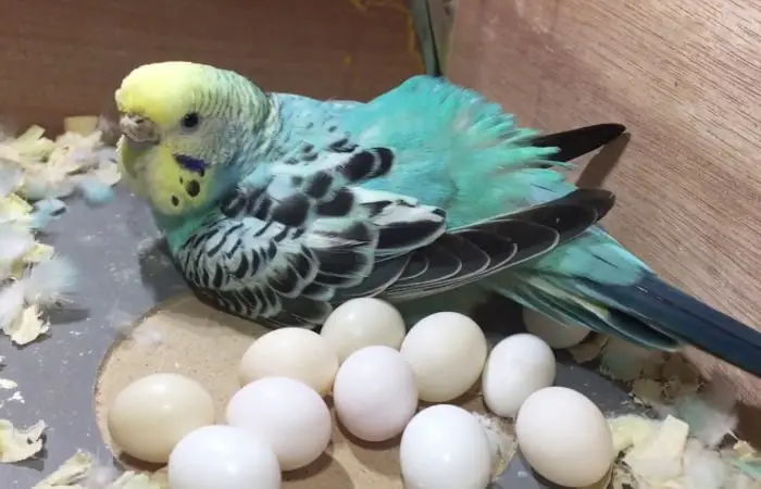 why do parrots break their eggs